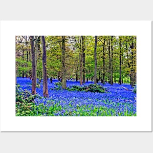 Bluebell Woods Greys Court Oxfordshire England UK Posters and Art